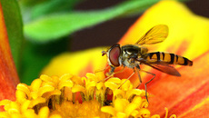 Garten-Schwebfliege (14).jpg